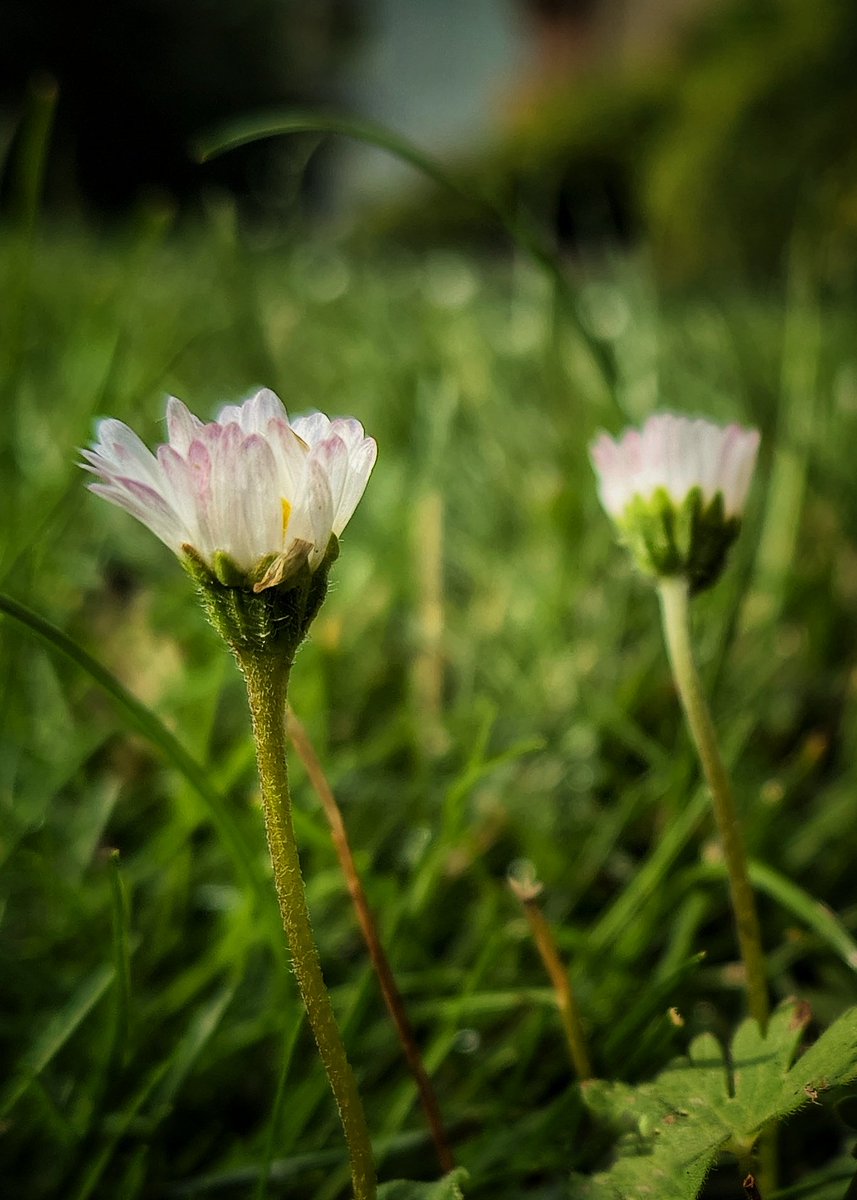 MarkChortsNotes's tweet image. morning awakening...