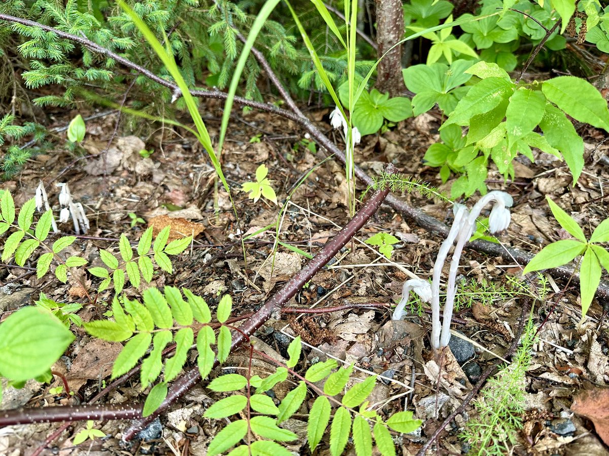 btleparadis's tweet image. WoW 🤩 Bienvenue chez moi les Monotrope Uniflore 🤍(Pipes Indiennes)