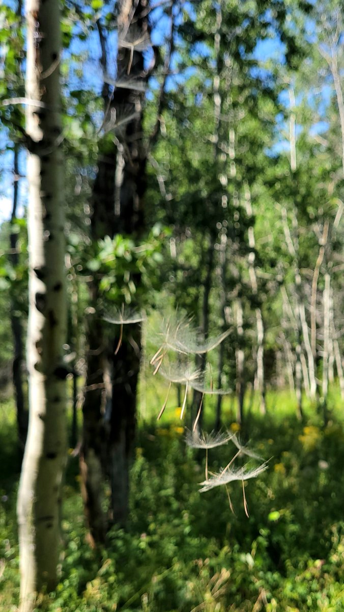 ExtraSaltedNuts's tweet image. Giant mountain dandelions always are fun.