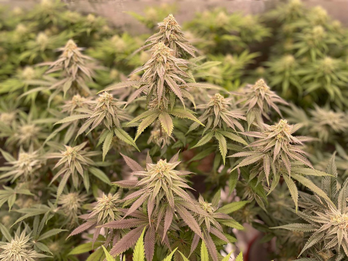island_herbz's tweet image. Tired of dry-ass mids and bullshit price tags? Grow your own weed. No middleman. No markup. No mystery nugs. Just your hands, your soil, your plant—your high.
⠀
We don’t need dispensaries telling us what’s fire. We are the fire.
⠀
You wanna know what freedom smells like? Crack…