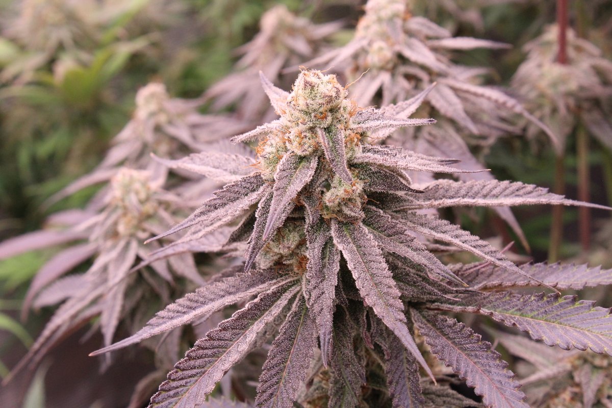 island_herbz's tweet image. Tired of dry-ass mids and bullshit price tags? Grow your own weed. No middleman. No markup. No mystery nugs. Just your hands, your soil, your plant—your high.
⠀
We don’t need dispensaries telling us what’s fire. We are the fire.
⠀
You wanna know what freedom smells like? Crack…