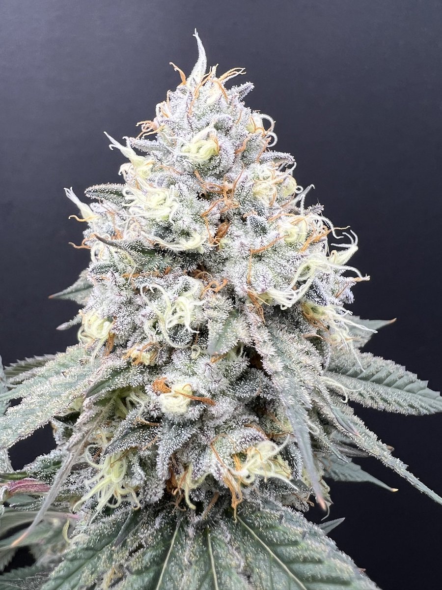 plantpreserver's tweet photo. Larry OG shining like a 💎 
#og #kush #larryog #growyourown #canna #terps #trichomes #dank https://t.co/w9jNawoJbM