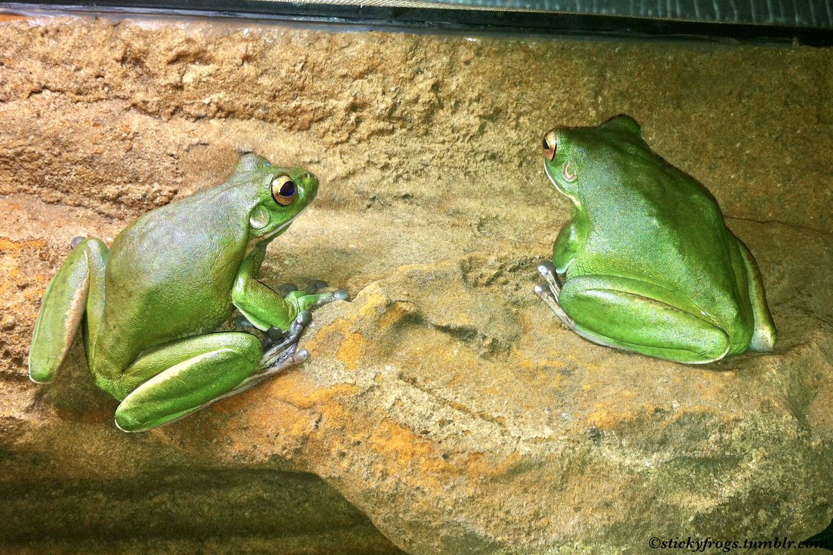 stickyfrogs's tweet image. Long Frog and Round Frog would like to show off their variety of Fabulous Jackets today!
