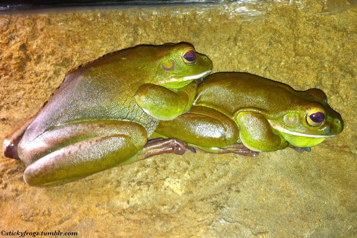 stickyfrogs's tweet image. Long Frog and Round Frog would like to show off their variety of Fabulous Jackets today!
