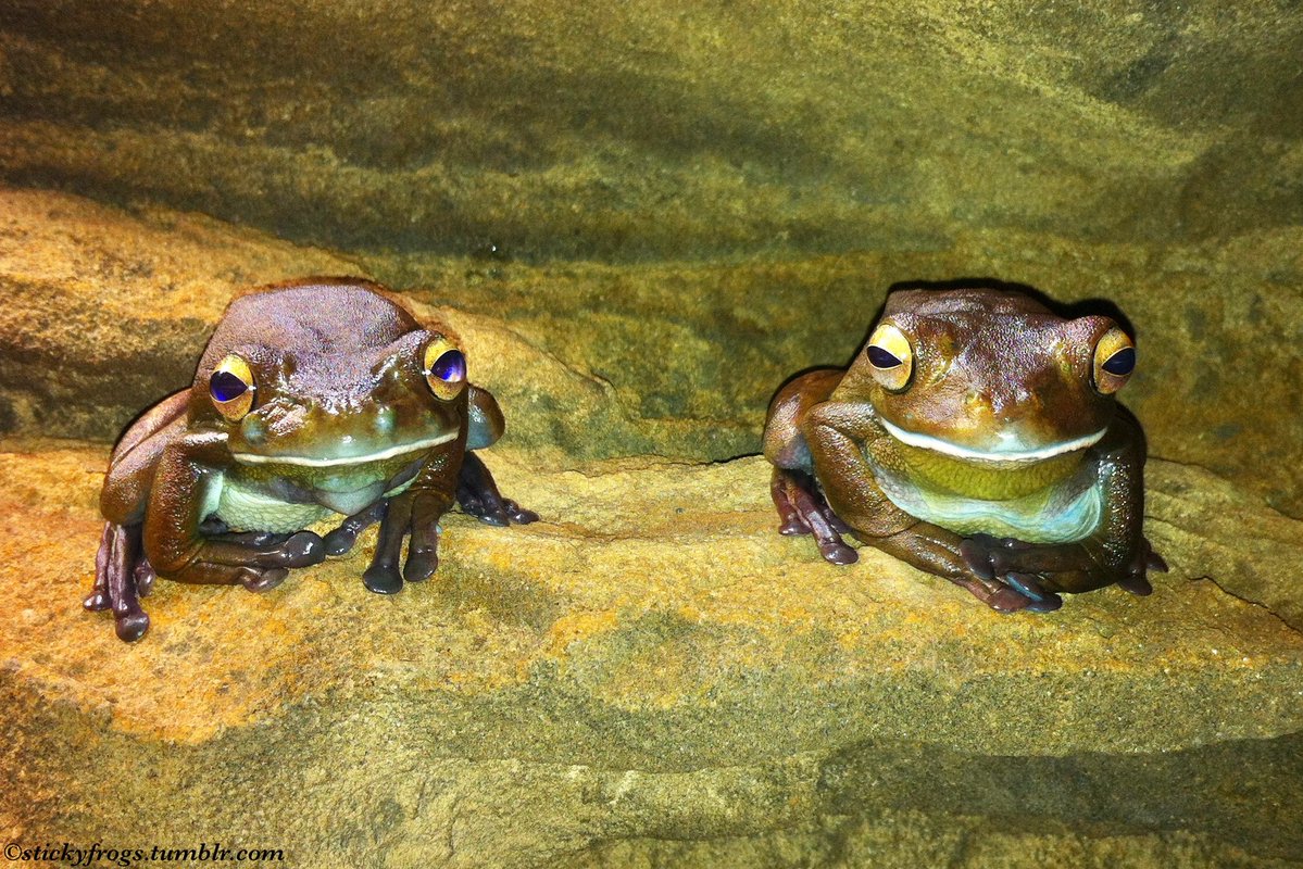 stickyfrogs's tweet image. Long Frog and Round Frog would like to show off their variety of Fabulous Jackets today!