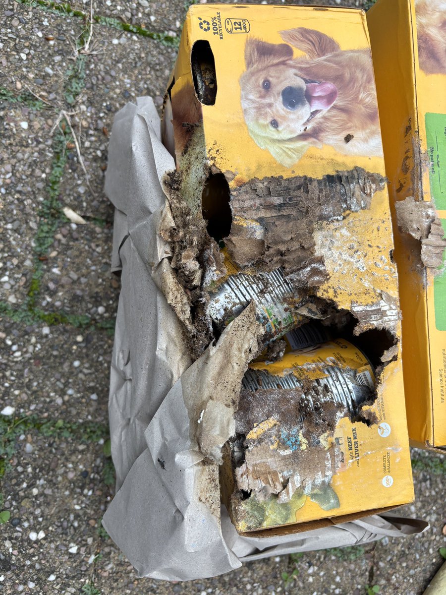 AnnaLongthorp's tweet image. Figured out where all the flies were coming from 🪰🐛
Thanks Mr Amazon driver, I’ve been sticking my hand in that oblivious 🤢