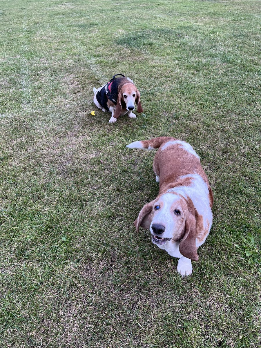 flyabout7's tweet image. On tonight’s episode of ‘Ralph and Friends’ we were joined by Bingo and George the Basset Hounds. 

Ralph was more interested in snaffling treats from Bingo’s owner! 🙄😂

#HungryHorace.