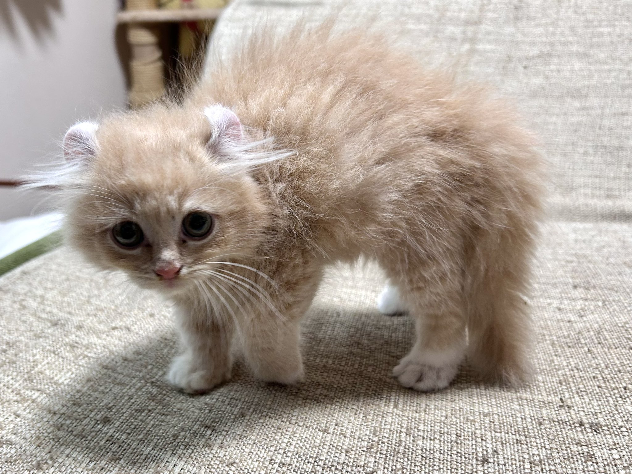Hやんやんさん犬と猫(ニックネーム変更) ウェルチ68本★定価10,800 hqdefault.jpg