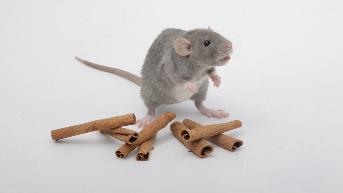 Rattrixs's tweet image. Some of my favorite photos of my sweet foodie rats posing with their foods!