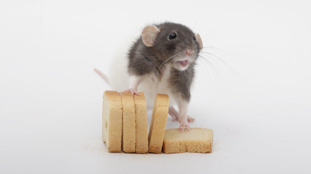 Rattrixs's tweet image. Some of my favorite photos of my sweet foodie rats posing with their foods!