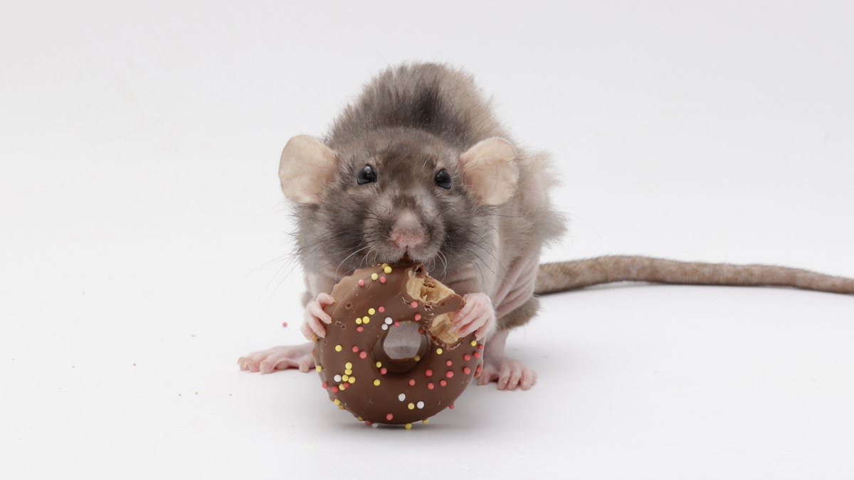 Rattrixs's tweet image. Some of my favorite photos of my sweet foodie rats posing with their foods!