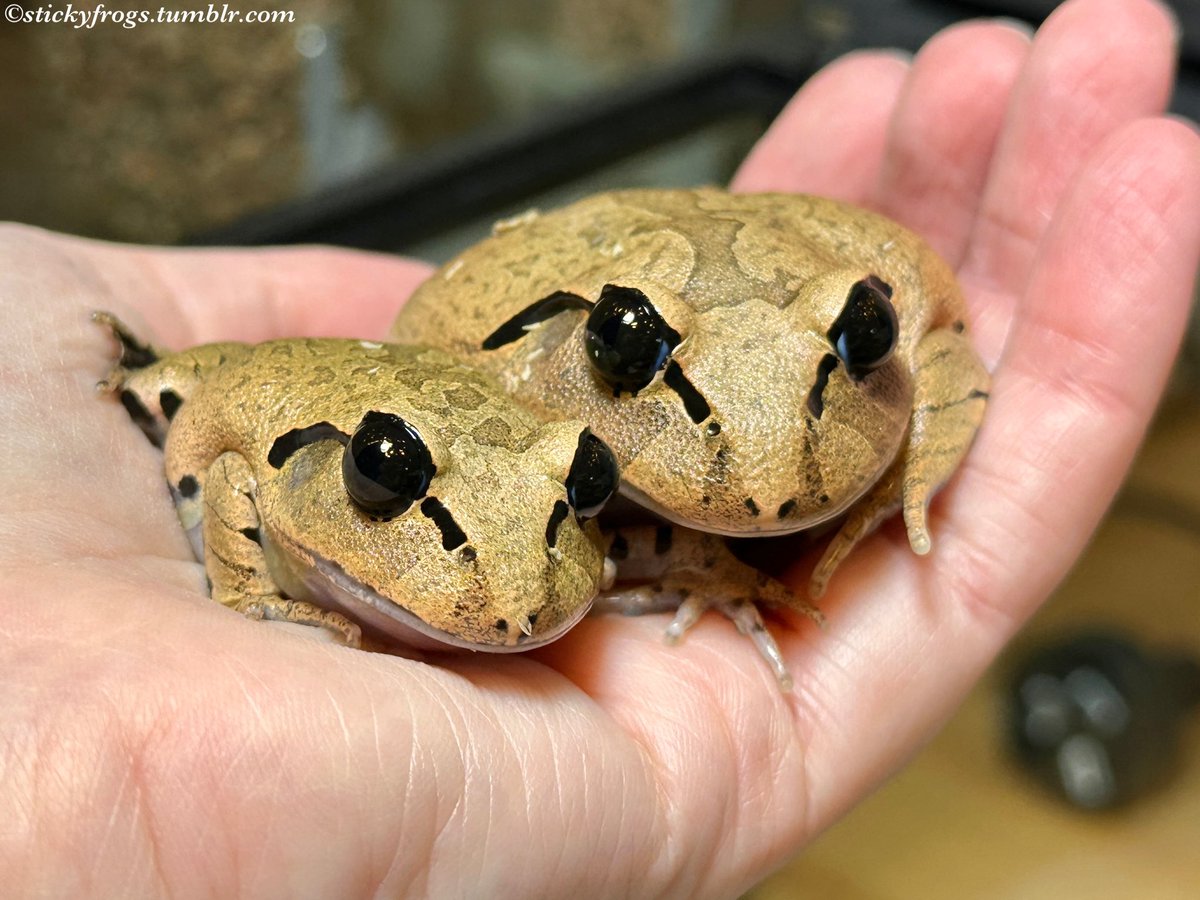 stickyfrogs's tweet image. Trevor and Beverley are Staring in the Hand today because somebody Touched Their Stuff and Took Their Water!