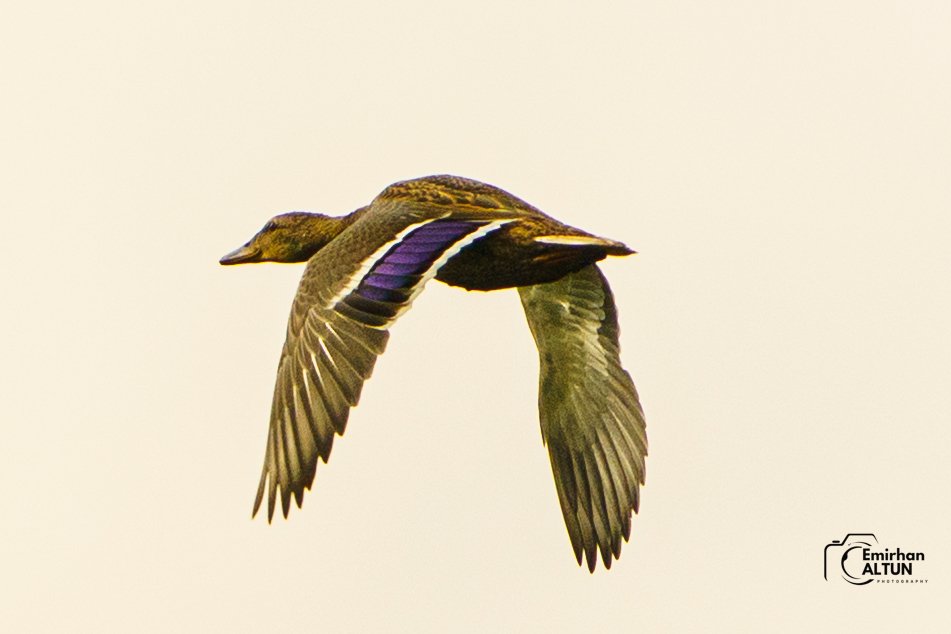 Emirhan Altun (@gezenadam0816) on Twitter photo 