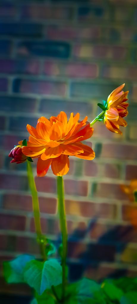 Let's see those beautiful flowers for Floral Friday!