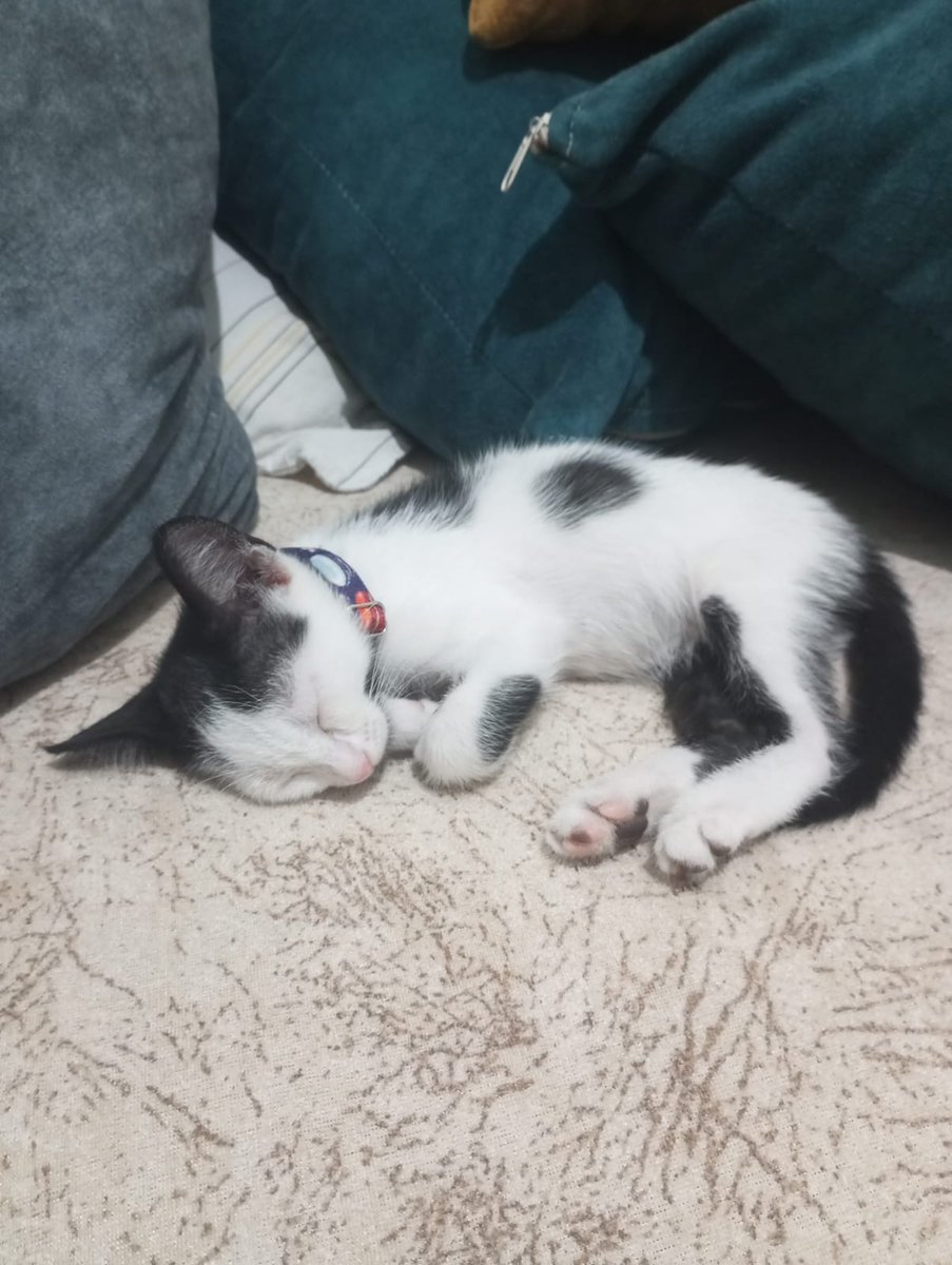 İstanbul/Kadıköy
İletişim:0506 033 07 79
2 aylık, dişi, ismi lavi, evde doğdu büyüdü, çok sevecen ve insan canlısı bir kedi, 2. Kedi olmaya uygun, uyumlu. Sorumluluk sahibi kişilere takip ve kısırlaştırma şartıyla sahiplendirilecektir. ACİL YUVA!! 🙏🆘🆘🆘