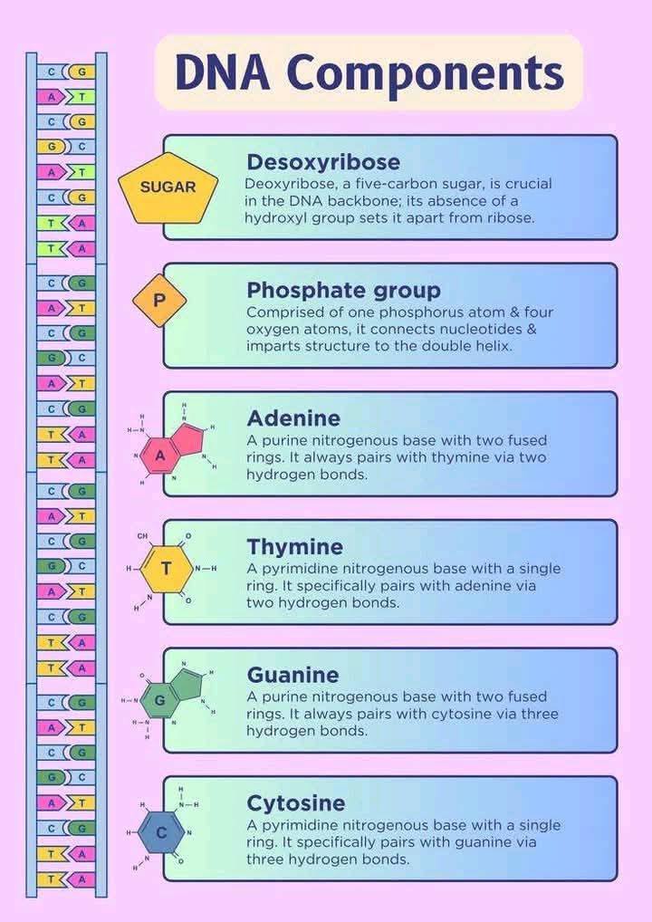 Propharm7's tweet image. ๐ก DNA Components