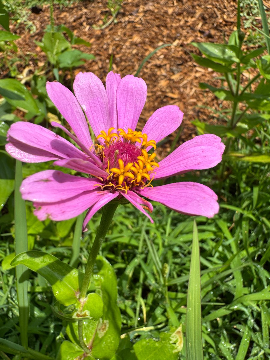 YZYpocalypse's tweet image. I showed you my Zinnia please respond
