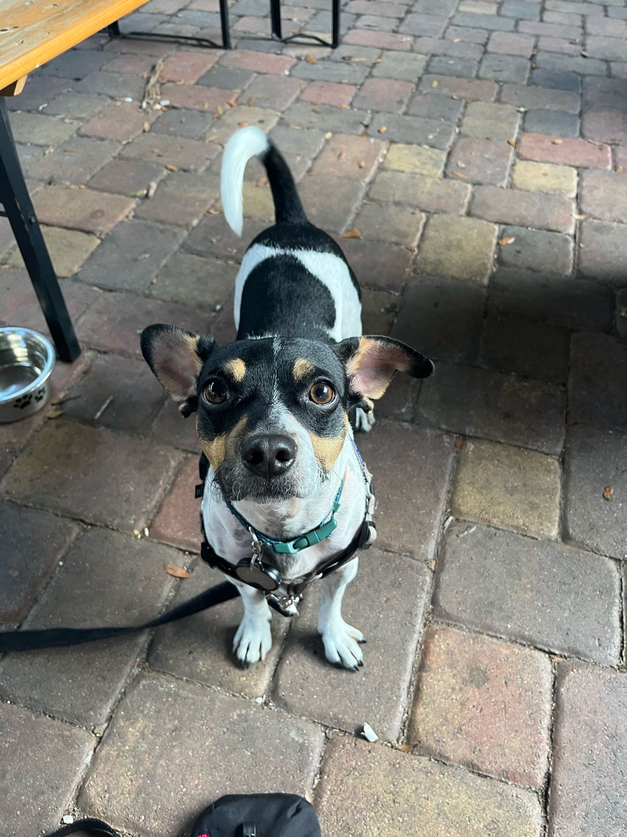 marinadepodcast's tweet image. Bucket was a very good boy at his vaccination appointment today, which got me wondering. Do anti-vaxxers get their pets vaccinated?