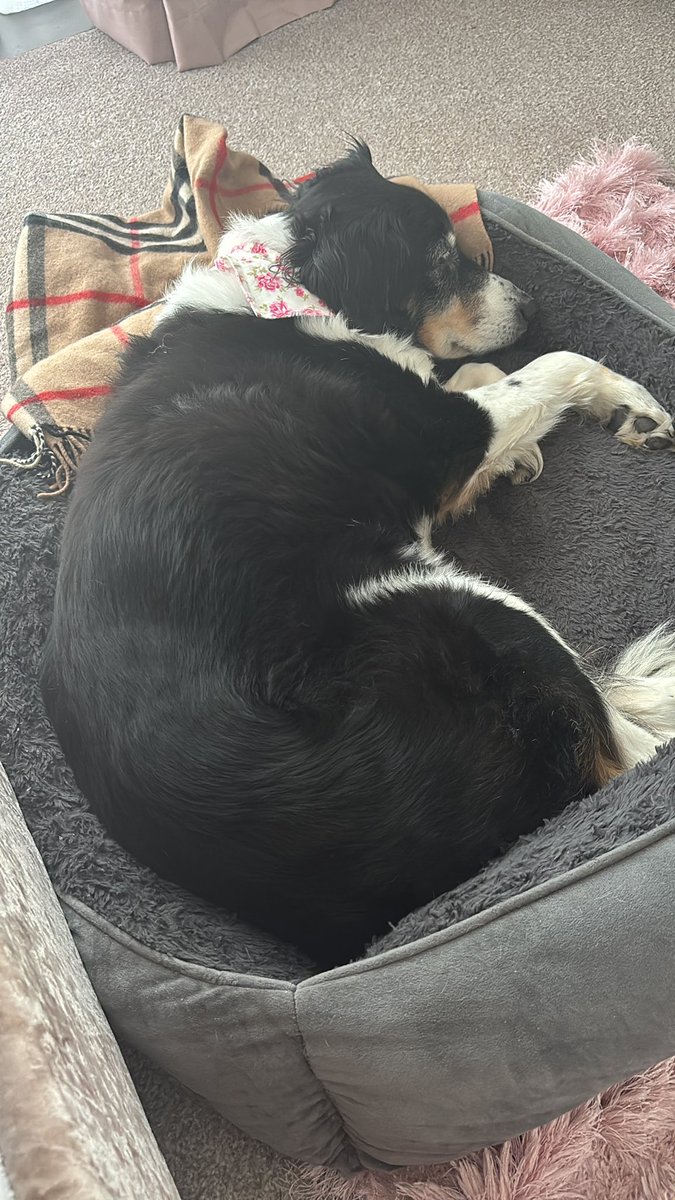 gracelandqueen's tweet image. Guess who let Daddy and Auntie Lesley give her two dinners tonight ? Greedy rascal 🤣. Dad's on pooper scoop duty tonight !
