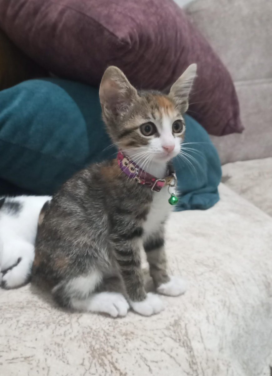 İstanbul/Kadıköy
İletişim:0506 033 07 79
2 aylık, dişi, ismi petek, evde doğdu büyüdü, çok sevecen ve insan canlısı bir kedi, 2. Kedi olmaya uygun, uyumlu. Sorumluluk sahibi kişilere takip ve kısırlaştırma şartıyla sahiplendirilecektir. ACİL YUVA!! 🙏🆘🆘🆘