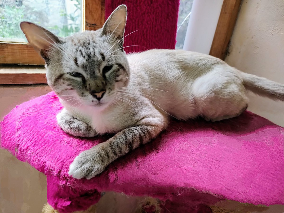 Adorable minino ojiazul 🐈 se encuentra listo para irse en Adopción Responsable el es acariciable y de bigotes muy largos 
Educado , amable y cuando pide de comer parece decir Mamá, si tú qué lees quisieras conocerle Porfavor escríbeme 👇 Rt ✨🐾 CDMX