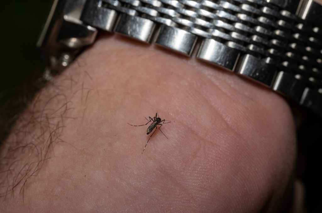 Lafayette adult is first Coloradan to die of West Nile this year trib.al/bJcgtB3