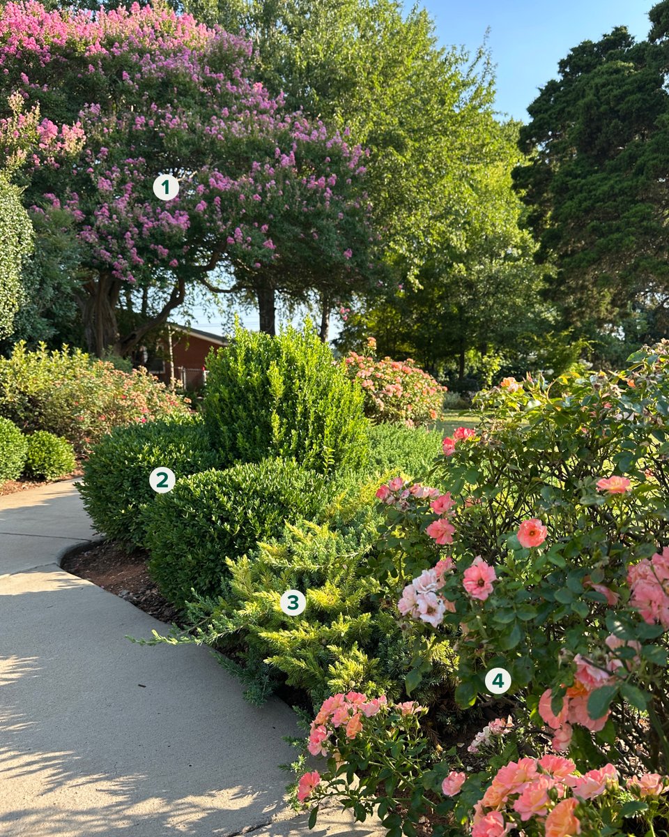 FastGrowingTree's tweet image. Create a walkway worth walking by twice with this dreamy combination of plants! 🌿

Want to recreate this look? Try these plants:

1. Crape Myrtle Tree
2. Boxwood Shrubs
3. Blue Rug Juniper Groundcover
4. Coral Drift Rose

#GardenIdeas