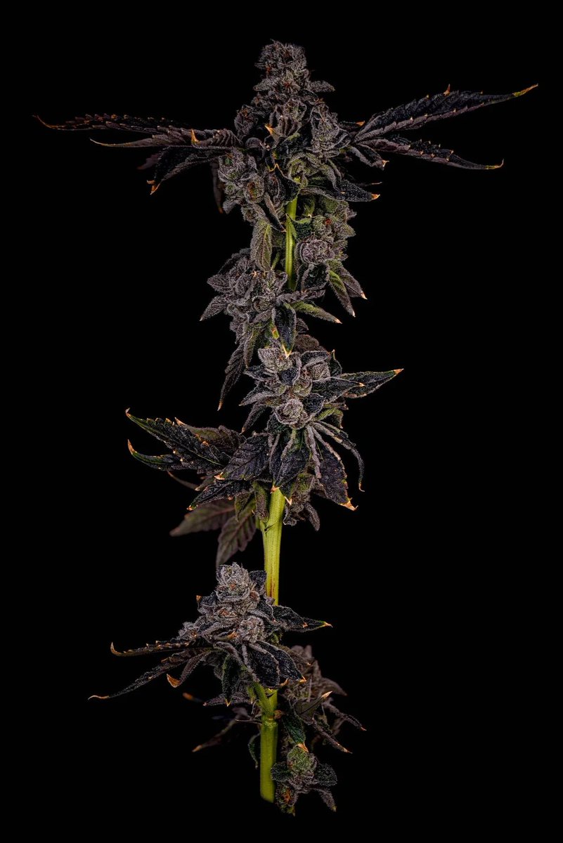 Rizz Patrol (Cadillac Rainbows x The Fizz) 
Washer Pheno
Flower Time: 68-70 days
Wash %: 4.5%