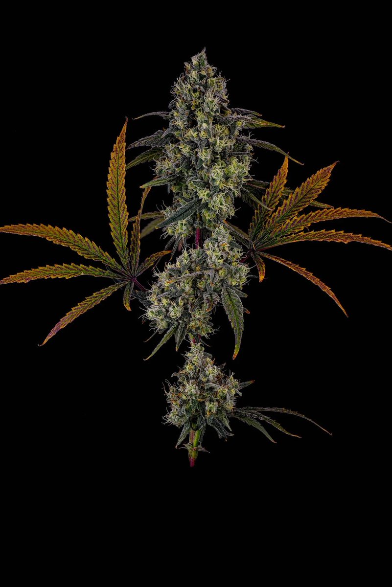 Dulce de Fizz (Dulce de Fresa x The Fizz) 
Washer Pheno
Flower Time: 68-70 days
Wash %: 5%