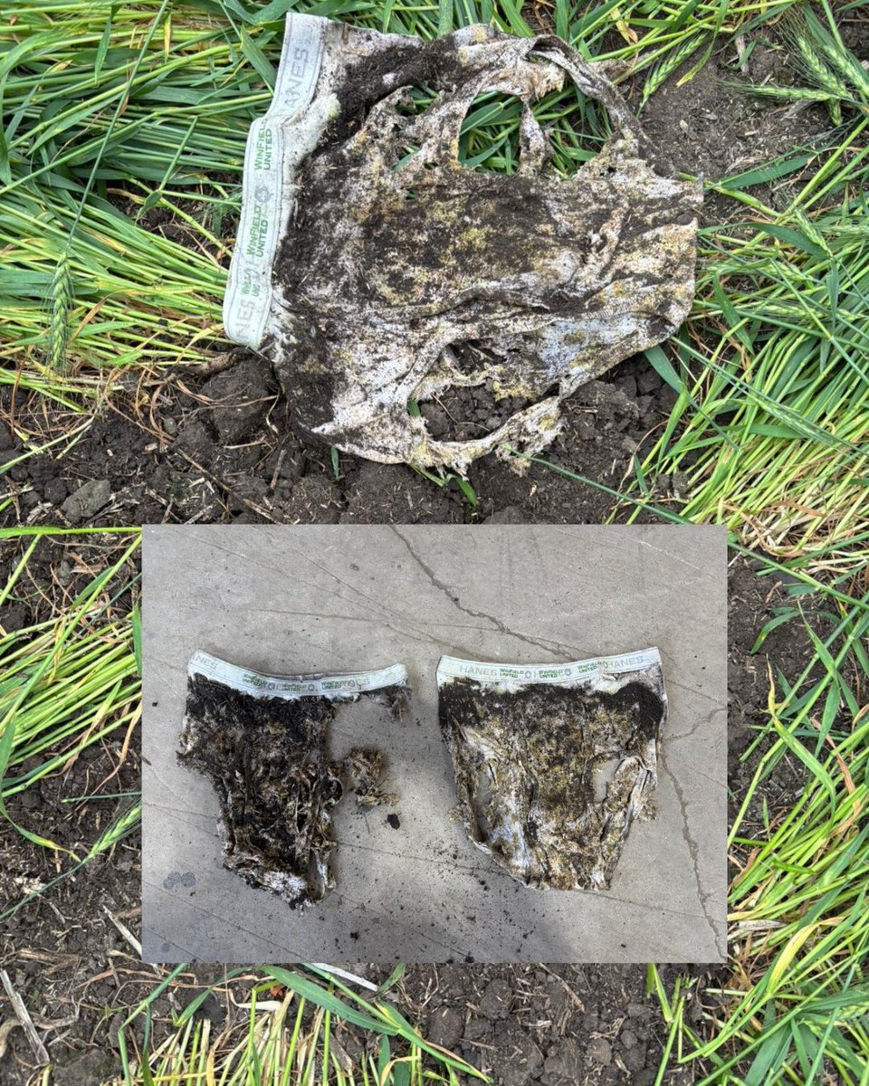 Ever buried your underwear for science? 🩲

That’s exactly what our @winfieldunited Field School participants did back in May and now we’re digging up the results! The more they decompose, the healthier the soil, so we’re calling this a win!

#soilyourundies #fieldschool #saskag
