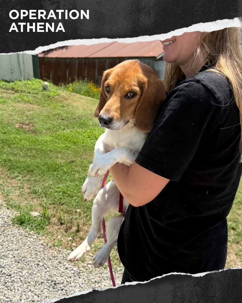 beaglefreedom's tweet photo. Meet Bertram 🐶 After years in a filthy pen, he’s now battling deadly heartworm. 💔 

Treatment is long &amp; costly, but it’s his only chance to heal. Help Bertram get the life he’s always deserved. ❤️‍🩹 

Donate &amp; learn more: https://t.co/8VSXdRoJnm

#OperationAthena https://t.co/UzGwsI7ZHV