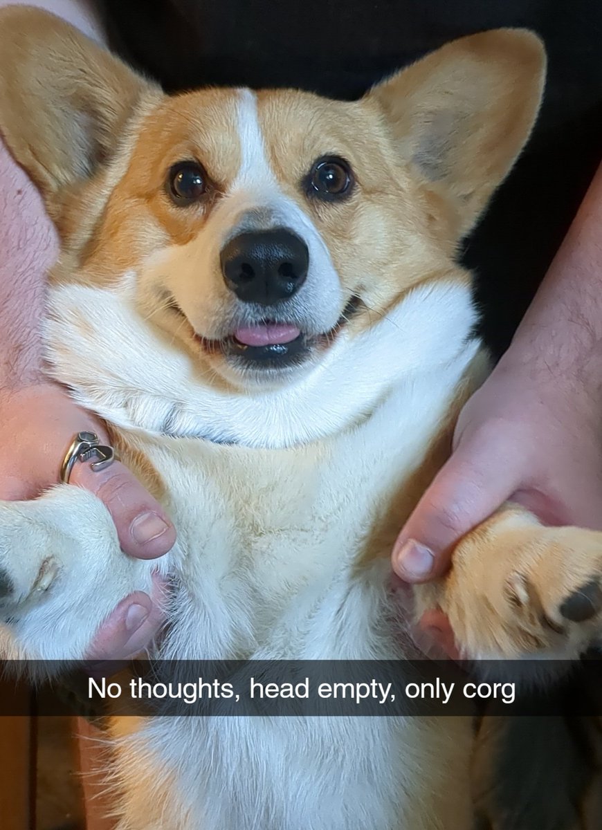 SASarahsunshine's tweet image. We call this his "dumb corgi face" when his tongue is just barely out