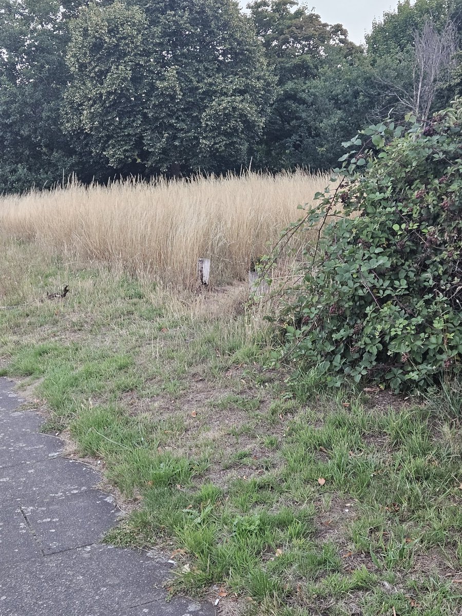 __BRRE__'s tweet image. I know for a FACT there are pokemon in there