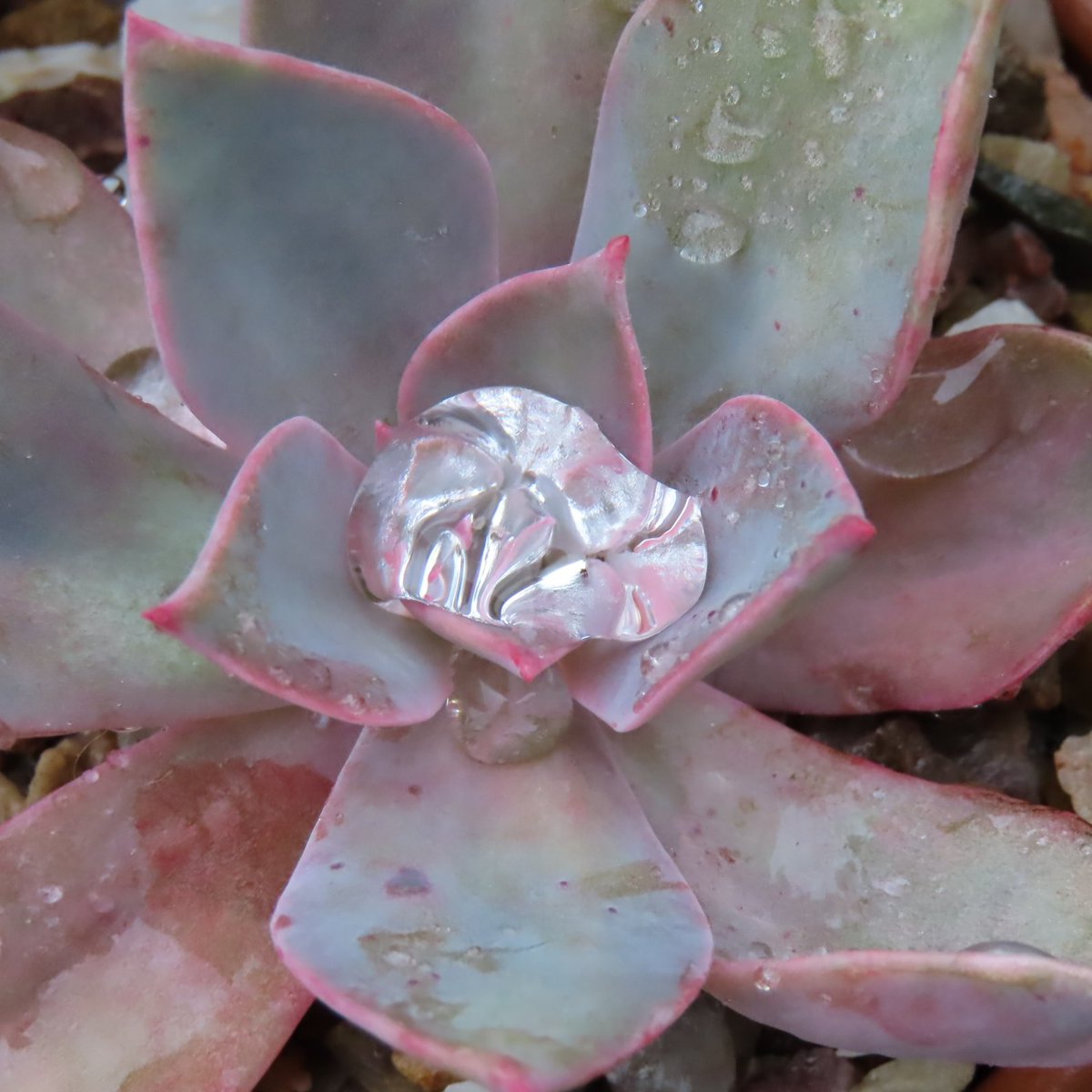 how about a x Graptoveria in the rain  #GardenersWorld #graptoveria #succulents #echeveria #graptopetalum