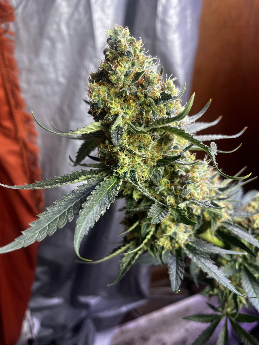 WizardTree7's tweet image. 