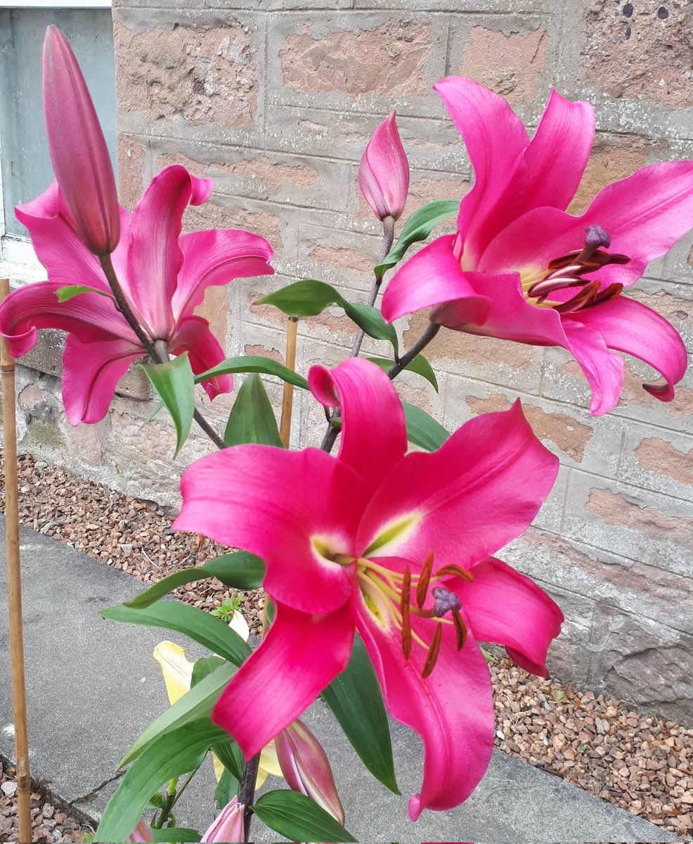 Our lovely tree lilies