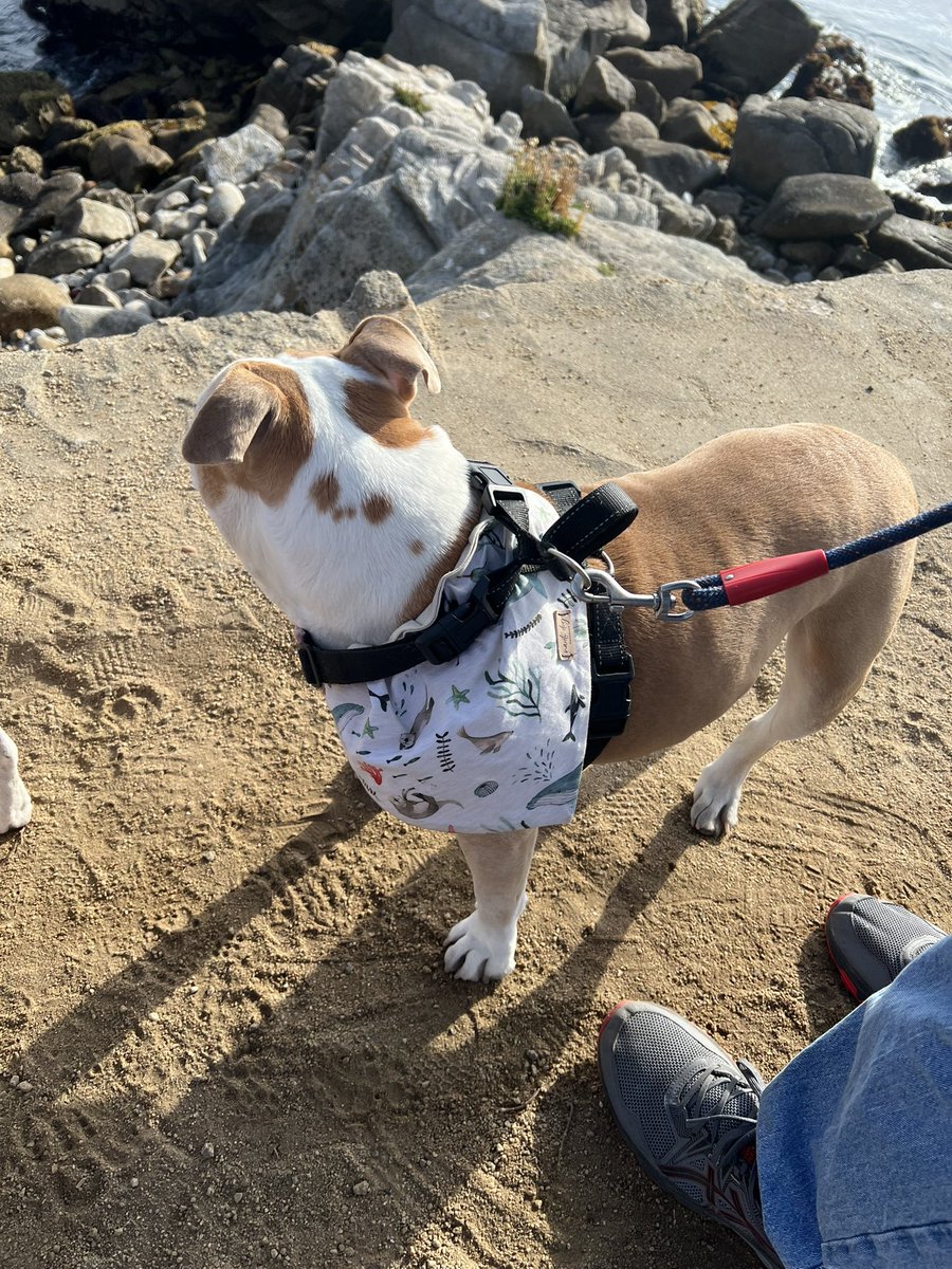 Auto_Kailani's tweet image. Two years ago (almost on this exact day), I walked my dog Stella for the last time. She passed away a few days after this photo was taken. Today, I am in the exact same spot, and not a day goes by I don’t miss her. Love you baby bear ❤️