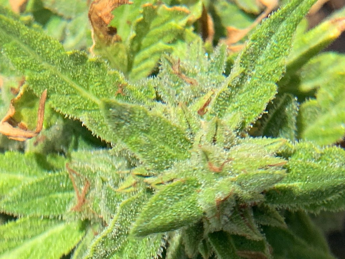 WizardTree7's tweet image. 