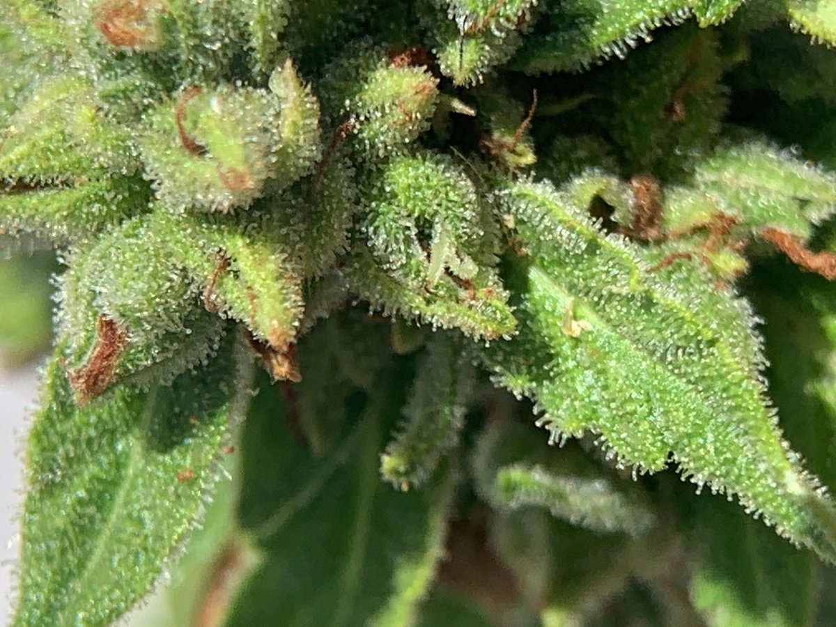 WizardTree7's tweet image. 