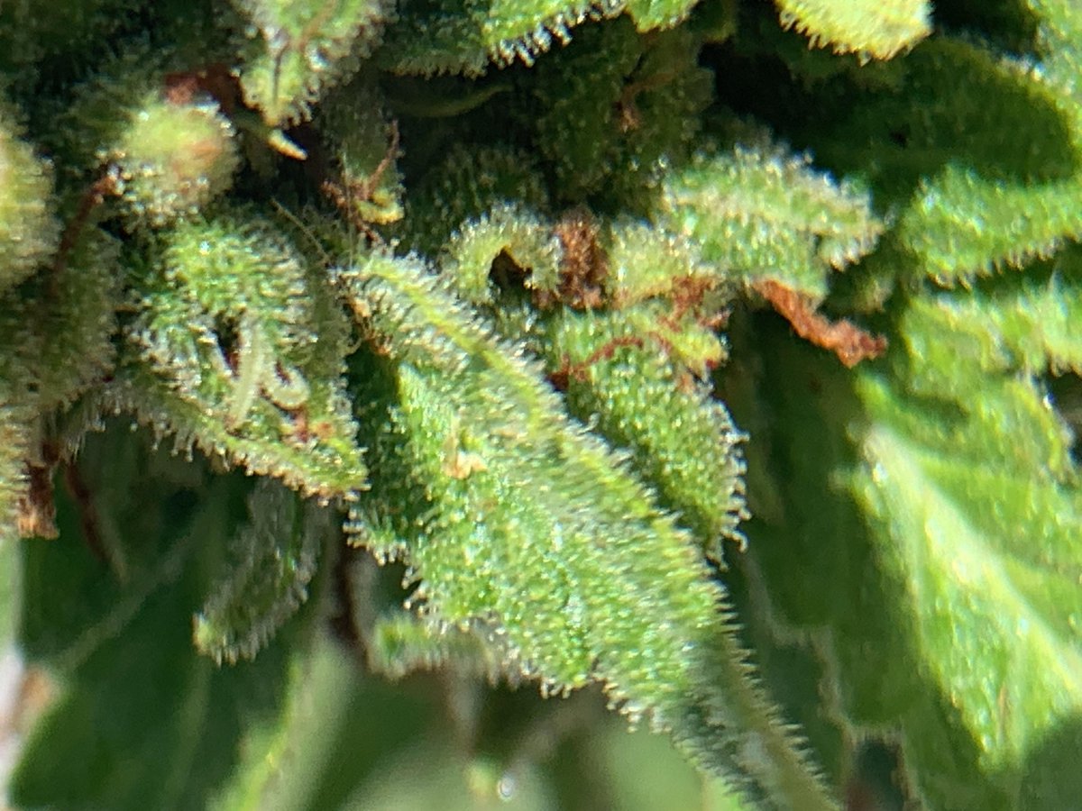 WizardTree7's tweet image. 