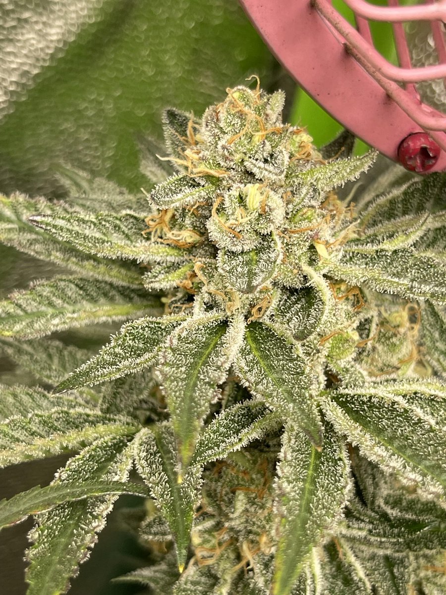 WizardTree7's tweet image. 