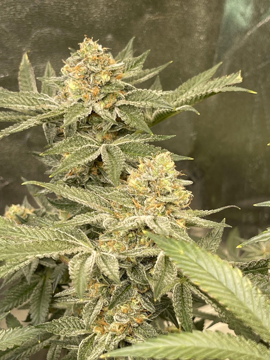 WizardTree7's tweet image. 