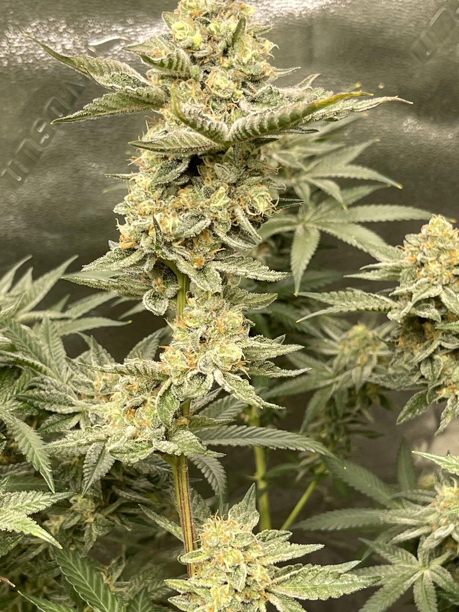 WizardTree7's tweet image. 