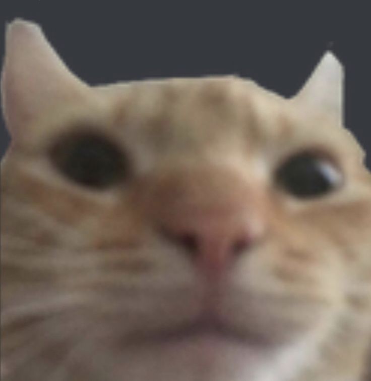 Hala_CG's tweet image. Perhaps I am a man