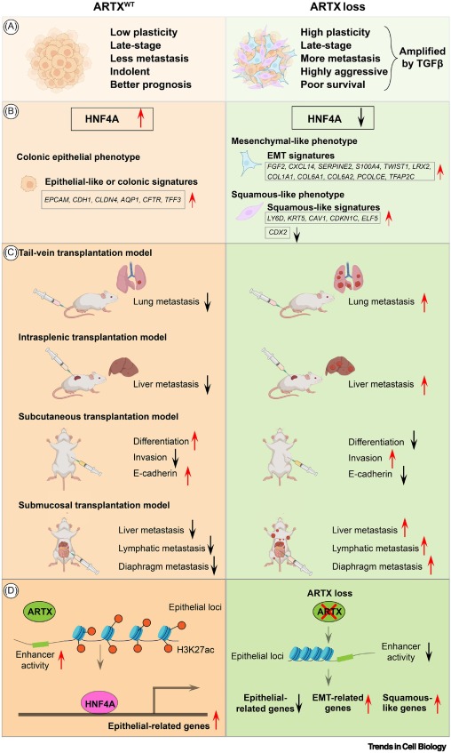 TrendsCellBio's tweet image. ATRX loss induces lineage plasticity and squamous-like phenotype to promote colorectal cancer metastasis dlvr.it/TM6mkf