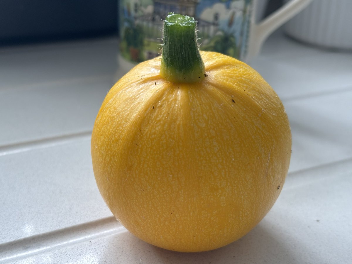 NoniSturge's tweet image. This year is the first time I’ve grown runner beans and courgettes. Been really chuffed with the harvest 😁
Thank you #GardenersWorld for a great episode, especially with the advice given this evening. See you next week🌻