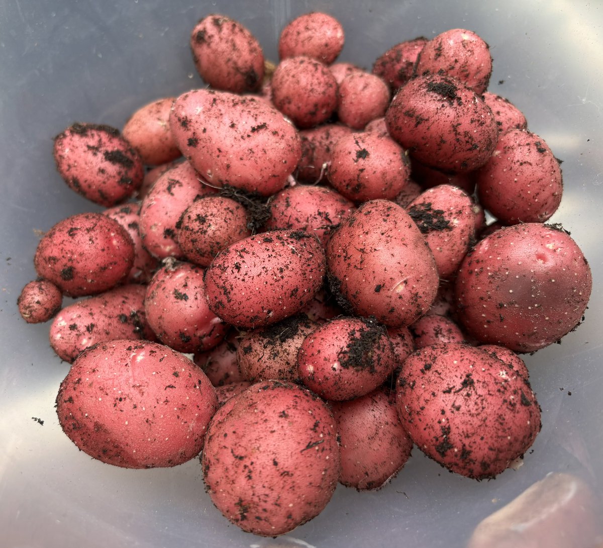 NoniSturge's tweet image. This year is the first time I’ve grown runner beans and courgettes. Been really chuffed with the harvest 😁
Thank you #GardenersWorld for a great episode, especially with the advice given this evening. See you next week🌻