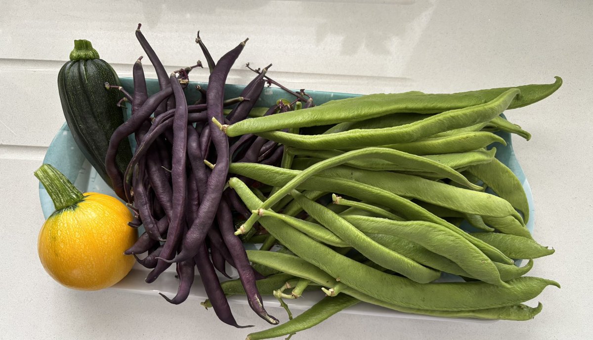 NoniSturge's tweet image. This year is the first time I’ve grown runner beans and courgettes. Been really chuffed with the harvest 😁
Thank you #GardenersWorld for a great episode, especially with the advice given this evening. See you next week🌻