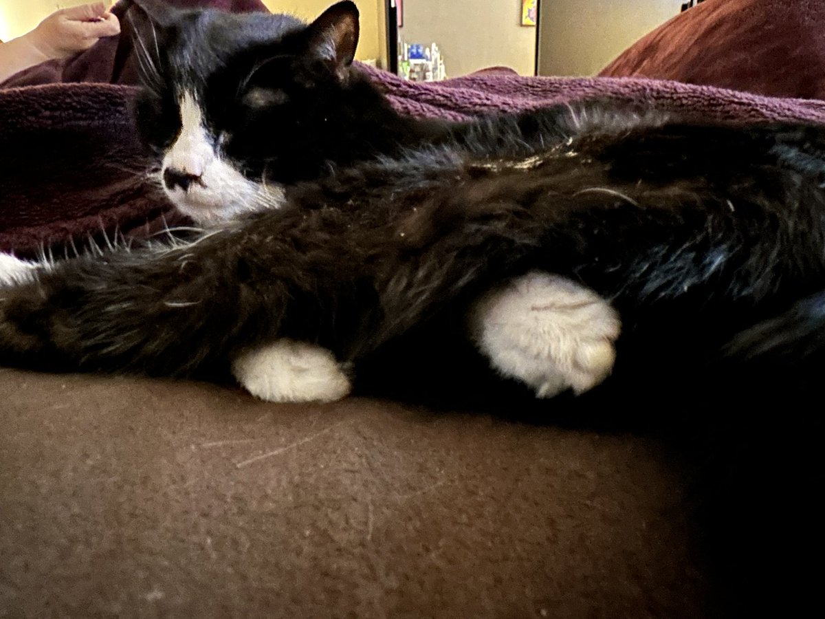 #cat #cats #catsofinstagram #cats_of_instagram #cats_of_world #catstagram #catlovers #catloversclub #instacat #ilovemycat #CatsOfTwitter #blackandwhite #tuxedocat #tuxedocats #tuxedocatofinstagram #tuxedocatsoftiktok #catslovers #catsoftiktok