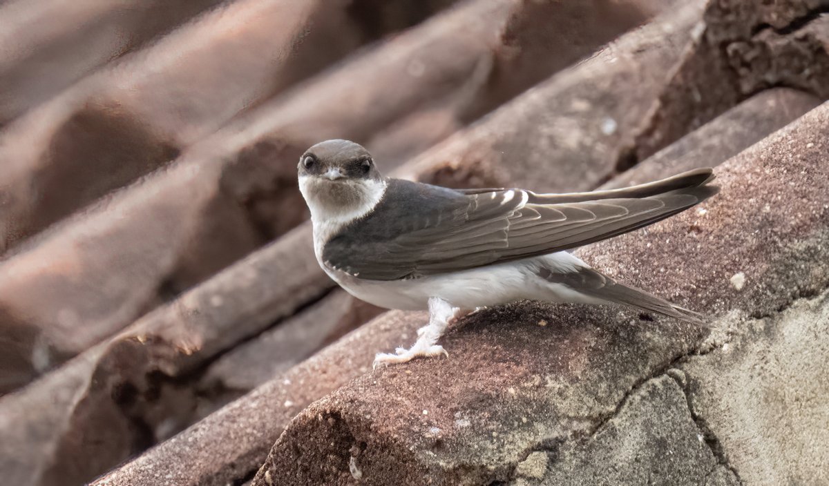 greylands22's tweet image. House Martins